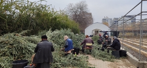Şanlıurfa'da zeytin fidesi üretimi başladı