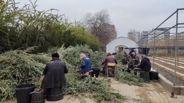 Şanlıurfa'da zeytin fidesi üretimi başladı