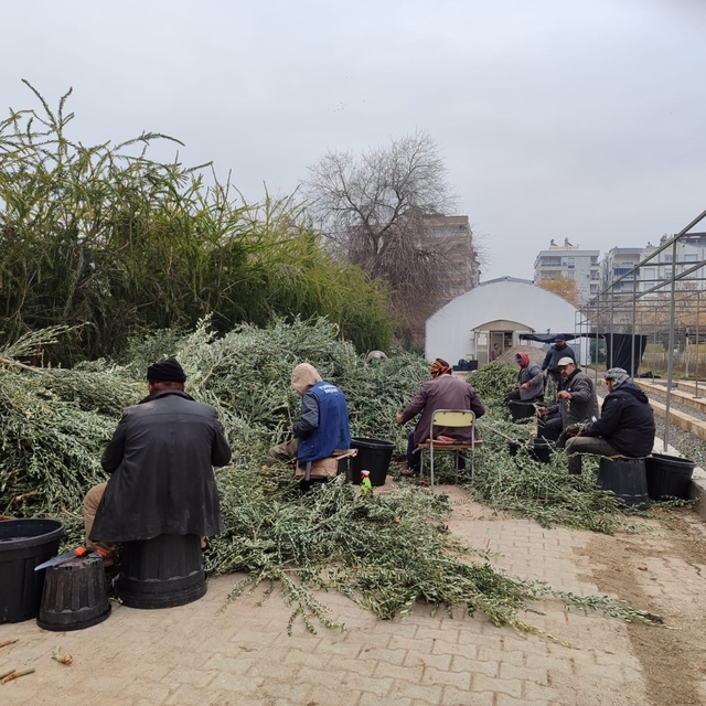Şanlıurfa'da zeytin fidesi üretimi başladı