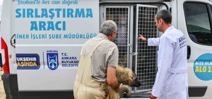 Başkentte 8 ayda 4 bin 800 sokak hayvanı toplatılacak