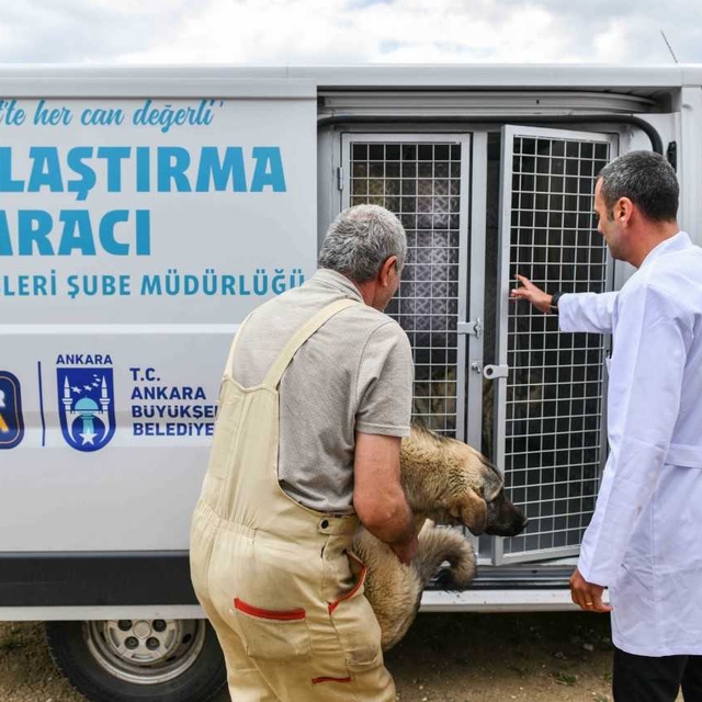 Başkentte 8 ayda 4 bin 800 sokak hayvanı toplatılacak
