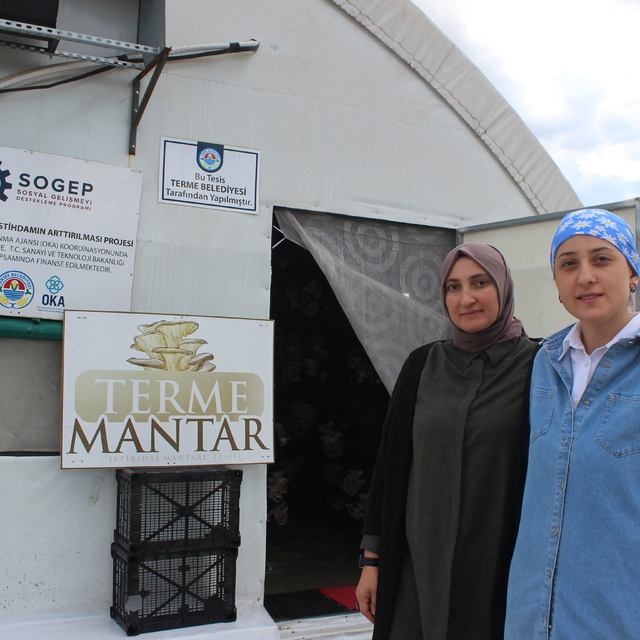Samsun'da istiridye mantarı üreten girişimci kadınlar günde 200 kilo ürün a...