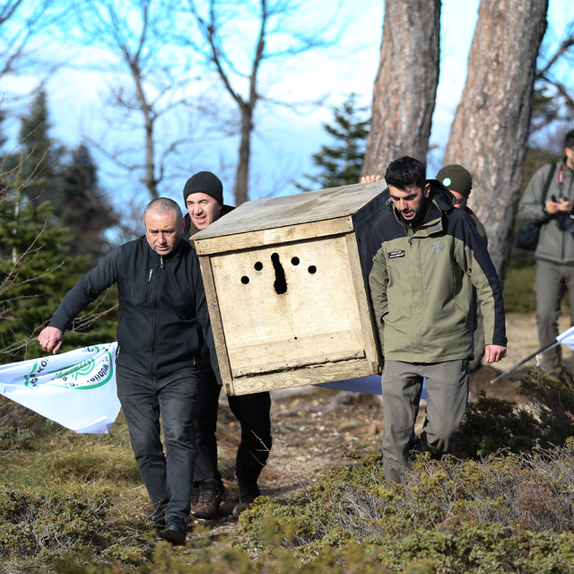 Bursa'da tedavisi tamamlanan kızıl akbaba doğaya salındı