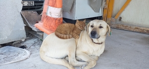 İnşaat işçilerinin tedavi ettirdiği köpekle ormanda buldukları kedi arkadaş...