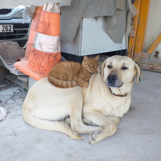 İnşaat işçilerinin tedavi ettirdiği köpekle ormanda buldukları kedi arkadaş...