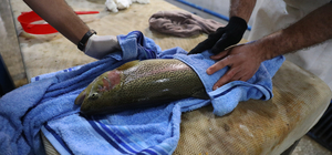 Elazığ'da üretilecek 2 milyon yavru alabalık ekonomiye kazandırılacak