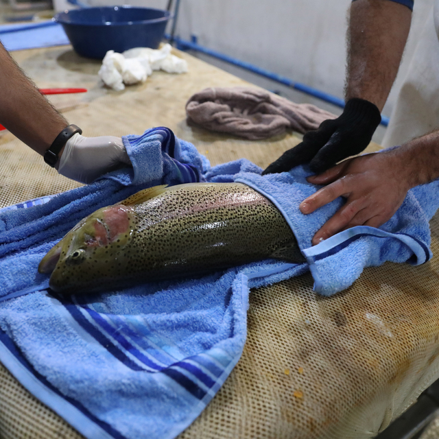 Elazığ'da üretilecek 2 milyon yavru alabalık ekonomiye kazandırılacak