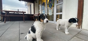 Mudurnu'da polis ekipleri 4 köpek yavrusunu sahiplendi