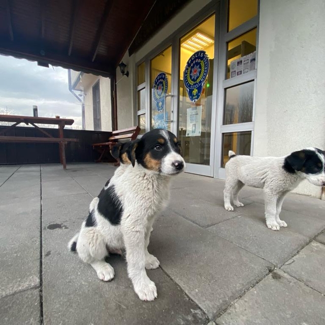 Mudurnu'da polis ekipleri 4 köpek yavrusunu sahiplendi