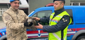 Kahramanmaraş'ta jandarmanın bulduğu yaralı atmaca koruma altına alındı