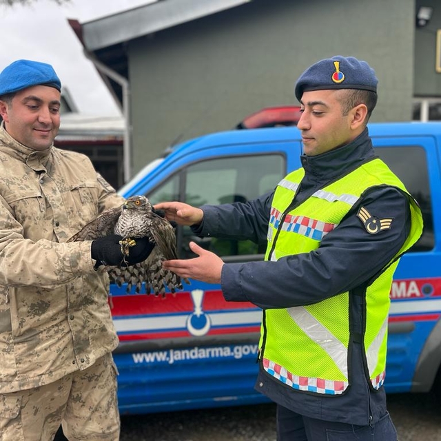 Kahramanmaraş'ta jandarmanın bulduğu yaralı atmaca koruma altına alındı
