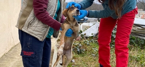 Demirköy'de yaralı köpek tedavi altına alındı