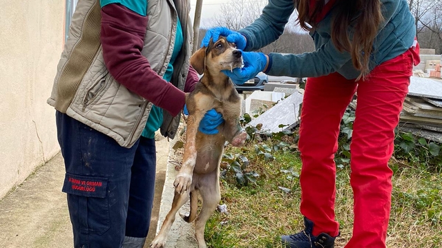 Demirköy'de yaralı köpek tedavi altına alındı