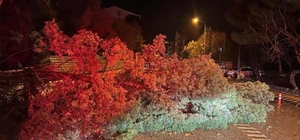 Çanakkale'de fırtına; ağaç devrildi