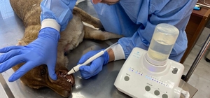 Seydişehir'de 187 sahipsiz hayvan tedavi edildi