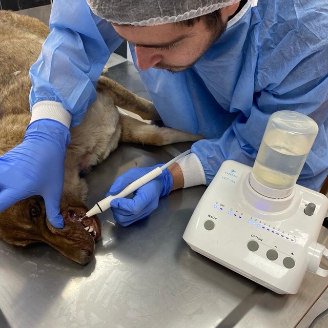 Seydişehir'de 187 sahipsiz hayvan tedavi edildi