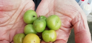 Kocaeli'de erik ağacı ocak ayında meyve verdi