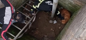 Hatay'da kuyuya düşen sahipsiz köpeği itfaiye kurtardı