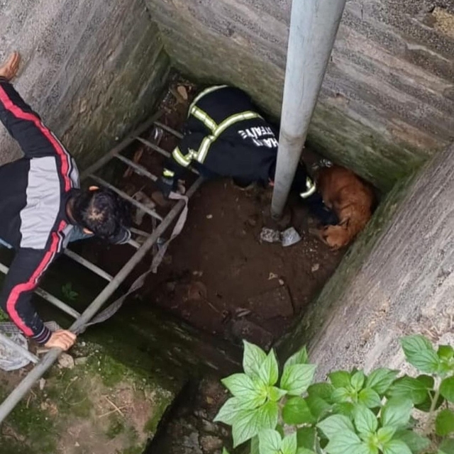Hatay'da kuyuya düşen sahipsiz köpeği itfaiye kurtardı