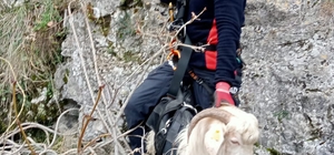 3 gün kayalıklarda mahsur kalan keçiyi AFAD kurtardı