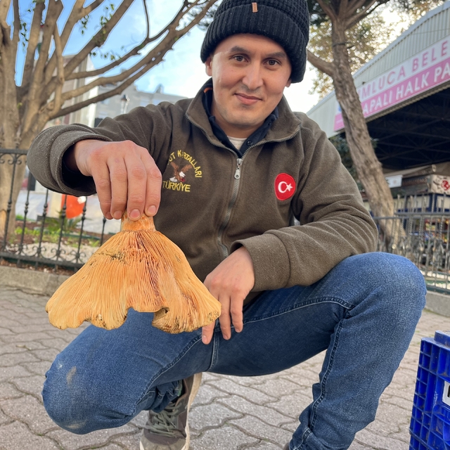 Kumluca'da yetişen kanlıca mantarı, vatandaşın geçim kaynağı oldu