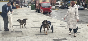 Otomobilin çarpması sonucu felç kalan köpek, hayvanseverlerin aldığı yürüte...