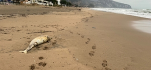 Bartın'da ölü yunus kıyıya vurdu
