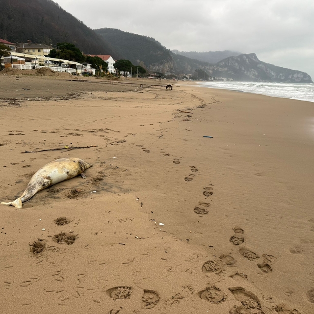 Bartın'da ölü yunus kıyıya vurdu