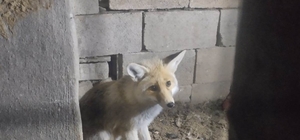 Tavuklarını telef eden tilkiyi doğaya bıraktı