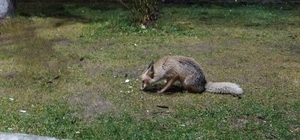 Tokat'ta kafe sahibinin tilkiye poğaça ikramı kamerada