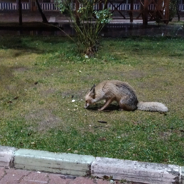 Tokat'ta kafe sahibinin tilkiye poğaça ikramı kamerada