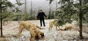 Demirköy Belediyesi sahipsiz hayvanlara mama bıraktı