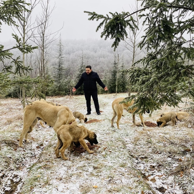 Demirköy Belediyesi sahipsiz hayvanlara mama bıraktı