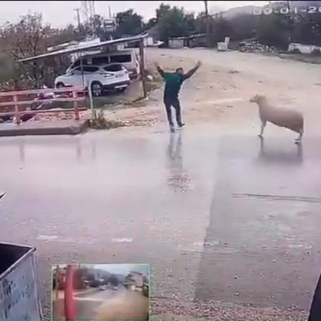 Yolda yürürken koçun saldırısına uğradı