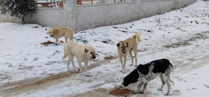 Gelibolu'da belediye ekipleri sahipsiz hayvanları besledi