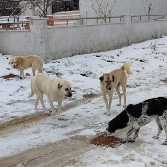 Gelibolu'da belediye ekipleri sahipsiz hayvanları besledi