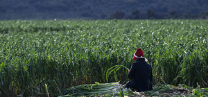 Kışlık sebzenin üretim üssü İzmir'de yağışlar yüz güldürdü