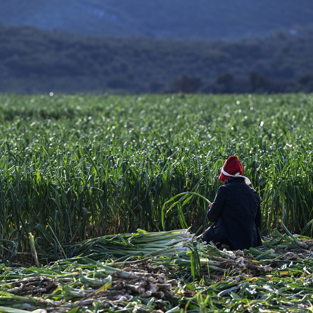 Kışlık sebzenin üretim üssü İzmir'de yağışlar yüz güldürdü