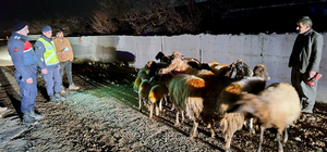 Malatya'da kaybolan küçükbaş hayvanlar jandarma tarafından bulundu