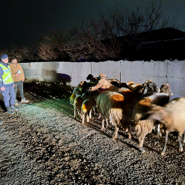 Malatya'da kaybolan küçükbaş hayvanlar jandarma tarafından bulundu