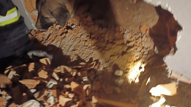 Kırklareli'nde iki duvar arasına sıkışan köpeği itfaiye ekipleri kurtardı