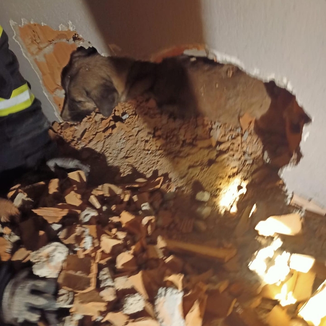 Kırklareli'nde iki duvar arasına sıkışan köpeği itfaiye ekipleri kurtardı