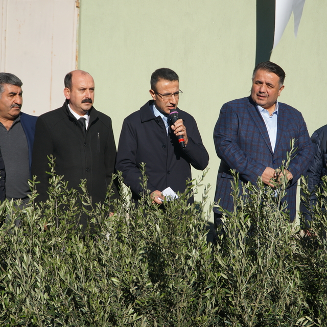 Çorum'da zeytin üretimi "Zeytin Fidanı Dağıtım Projesi" ile yaygınlaşacak