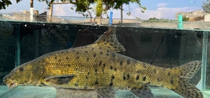 Canlı `leopar sazanı´, sonunda buldular