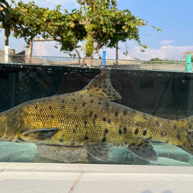 Canlı `leopar sazanı´, sonunda buldular