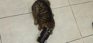 Trabzon'da başı teneke kutuya sıkışan kedi kurtarıldı