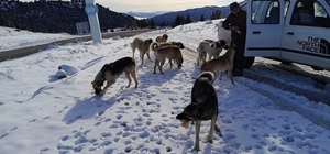 Yalıhüyük Belediyesi yabani hayvanları için doğaya yem bıraktı