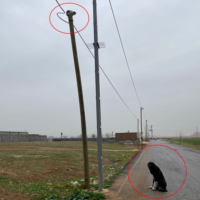 Köpekler kovalayınca çıktığı direkte mahsur kalan kediyi itfaiye kurtardı