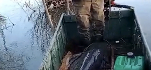 Edirne'de 71 kilogramlık yayın balığı yakalandı