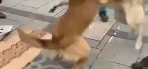 Kavga eden köpekler cemaatin arasını daldı; o anlar kamerada